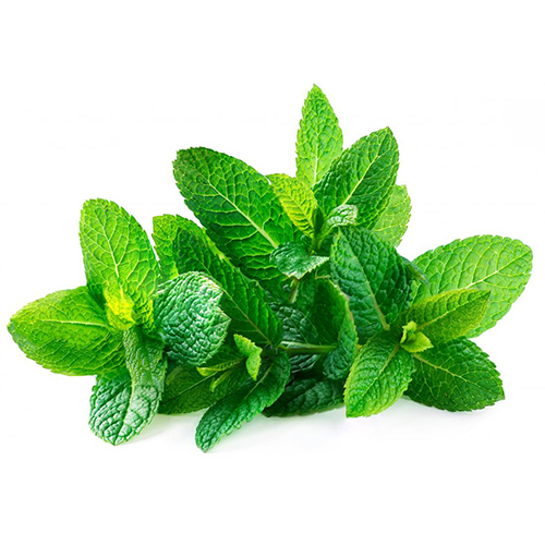 Herbs Mint