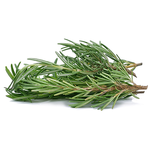 Herbs Rosemary
